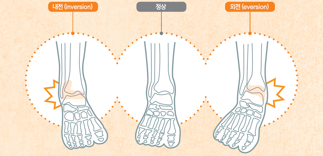 발목인대의 구조